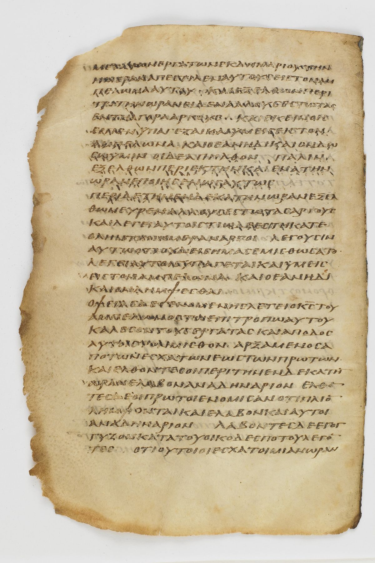 Scan washingtonianus/w-p0072-FS-7134_02.jpg