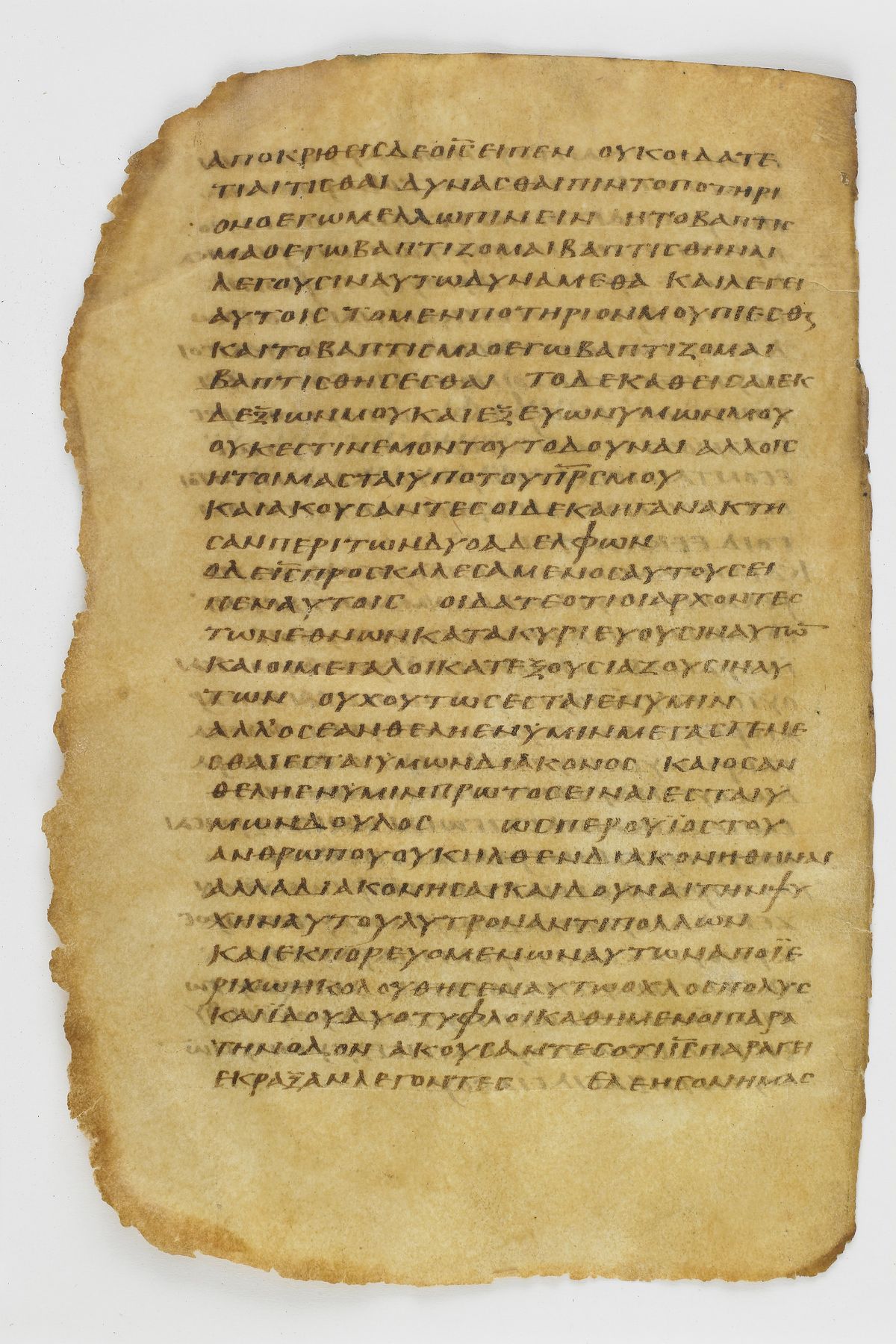 Scan washingtonianus/w-p0074-FS-7134_04.jpg