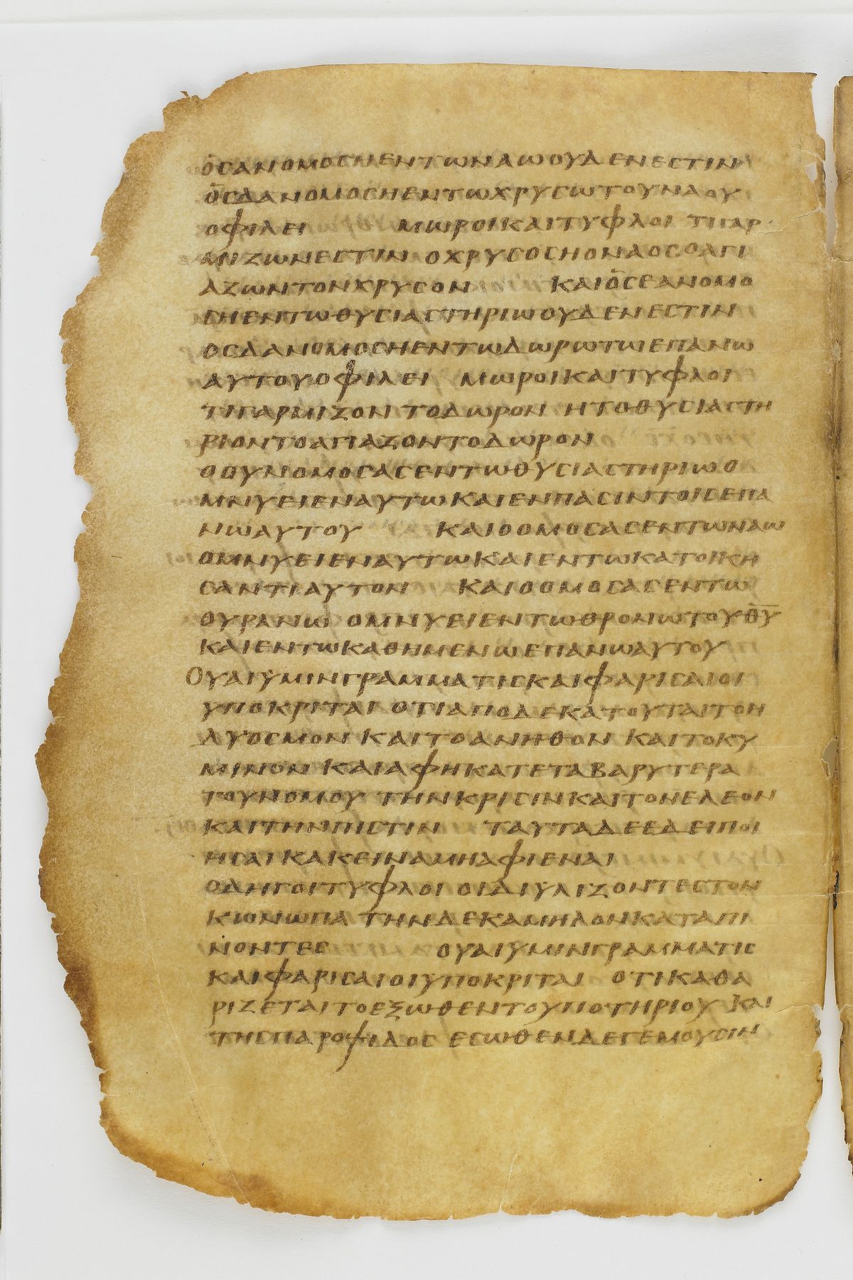 Scan washingtonianus/w-p0086-FS-7135_06.jpg