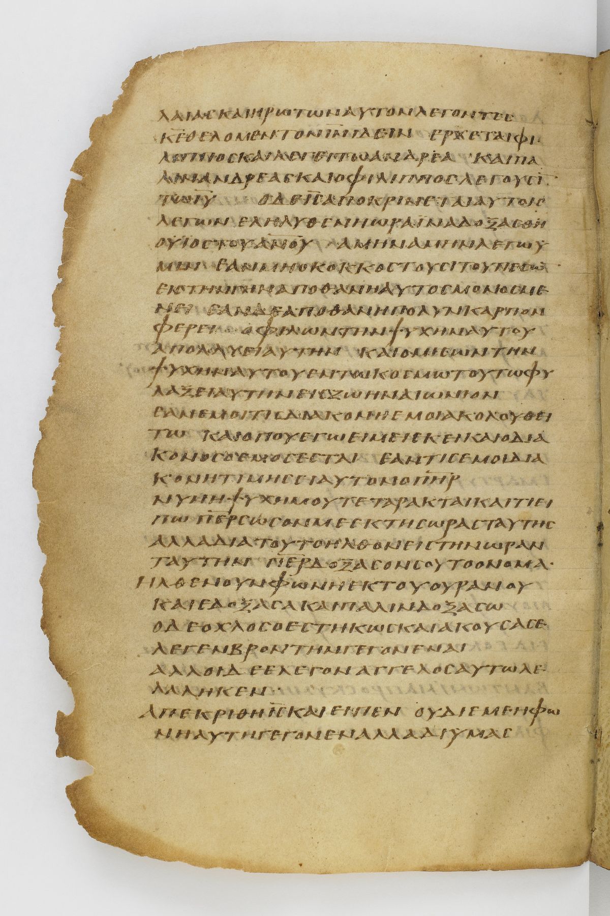 Scan washingtonianus/w-p0164-FS-7143_04.jpg