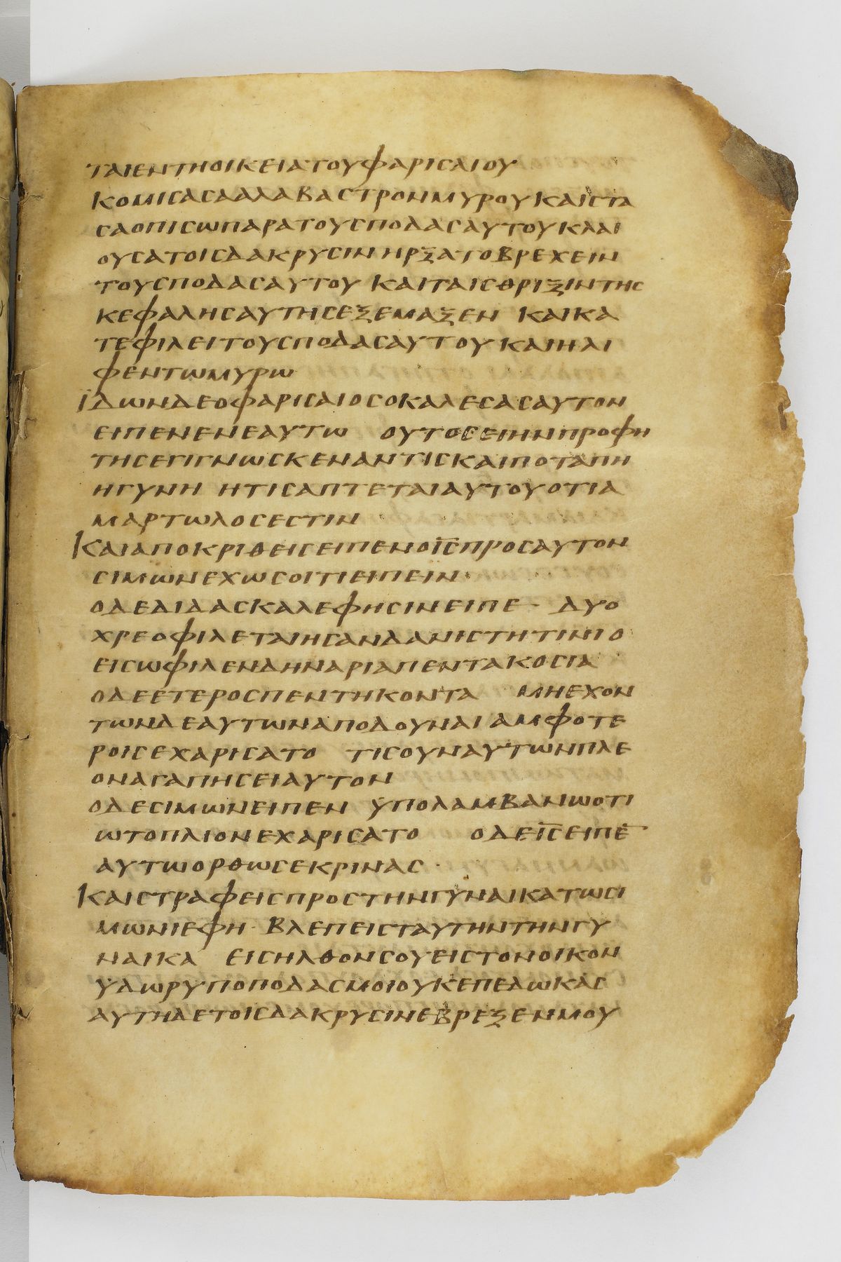 Scan washingtonianus/w-p0231-FS-7150_01.jpg