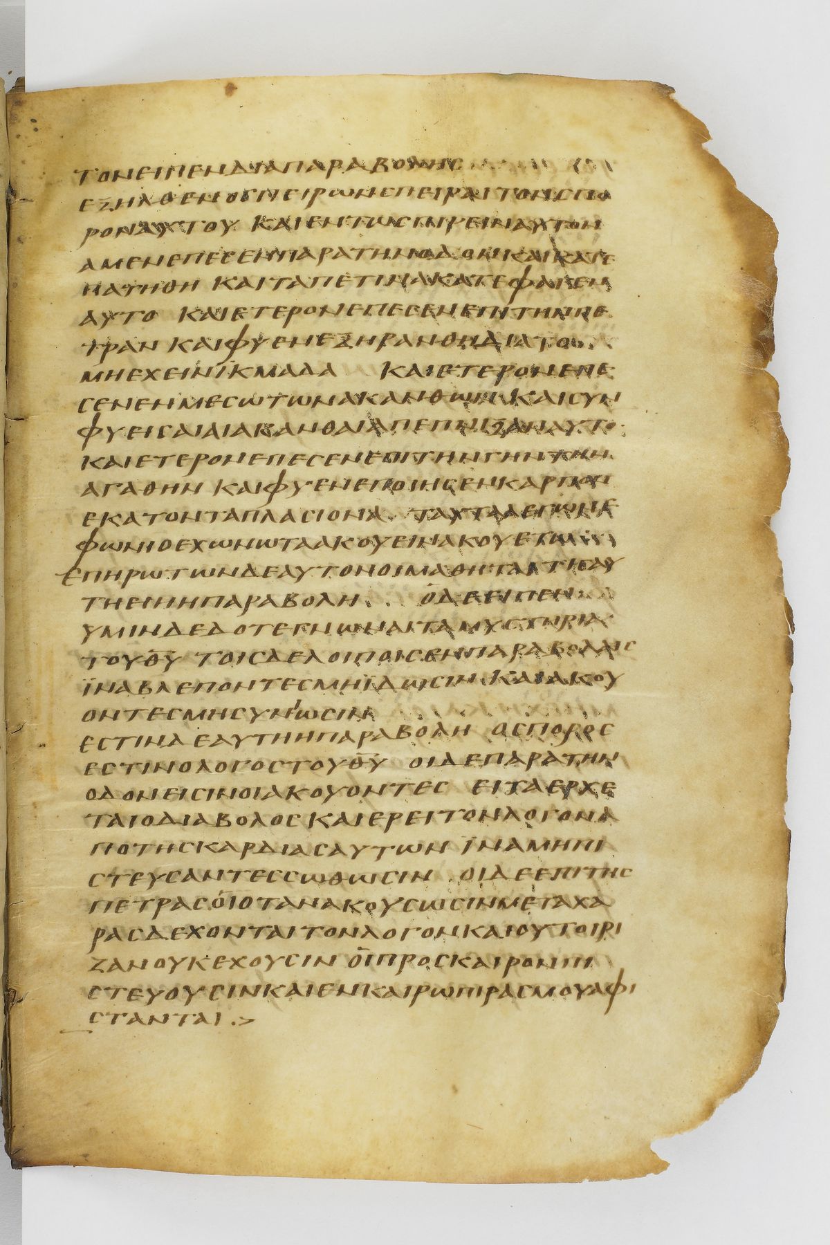 Scan washingtonianus/w-p0233-FS-7150_03.jpg