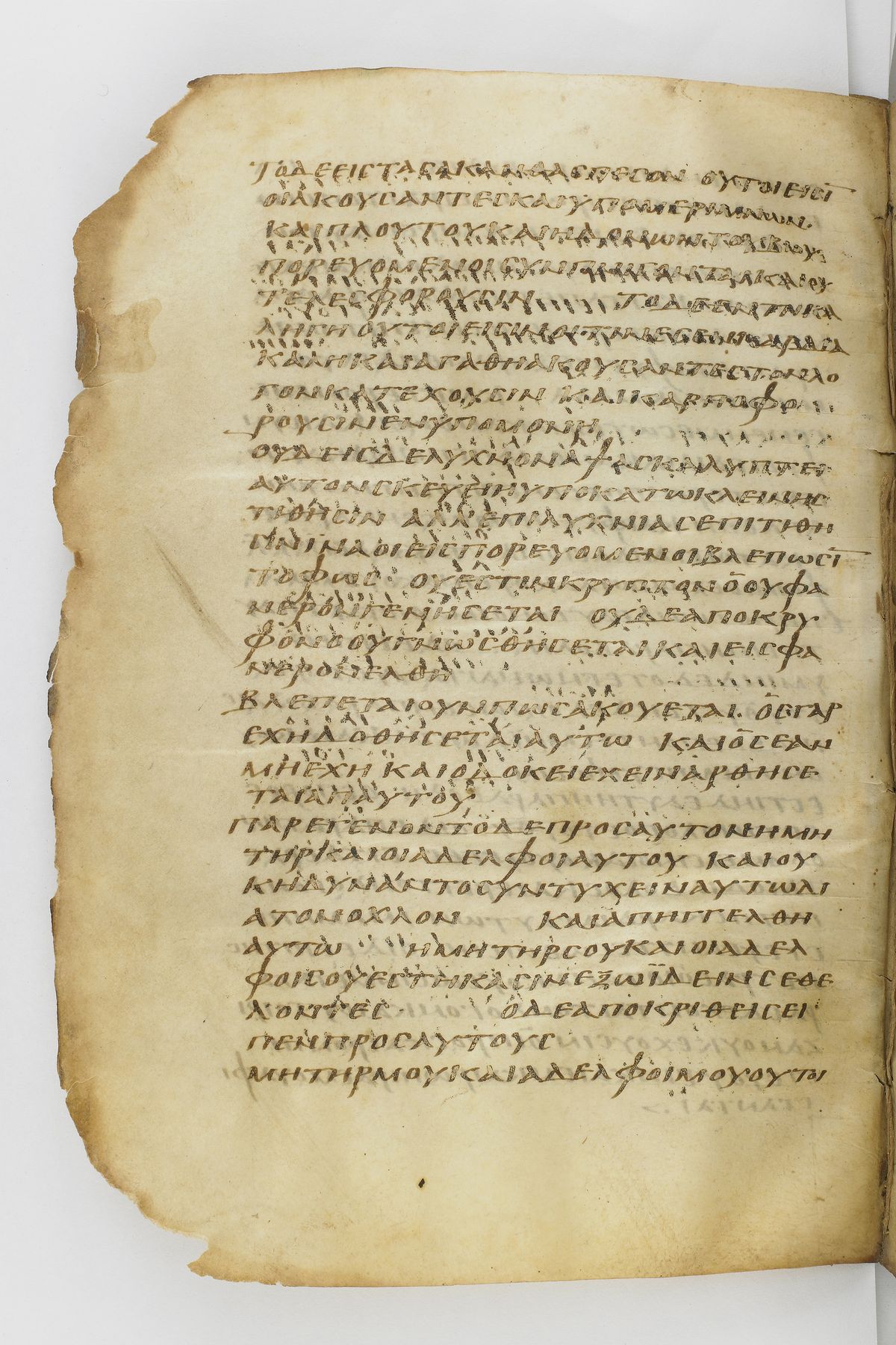 Scan washingtonianus/w-p0234-FS-7150_04.jpg
