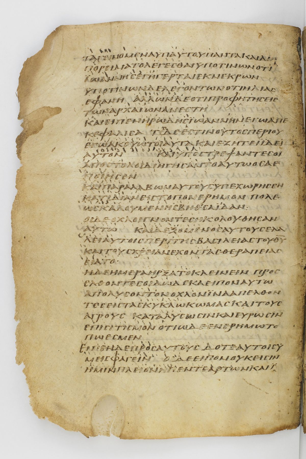 Scan washingtonianus/w-p0240-FS-7150_10.jpg