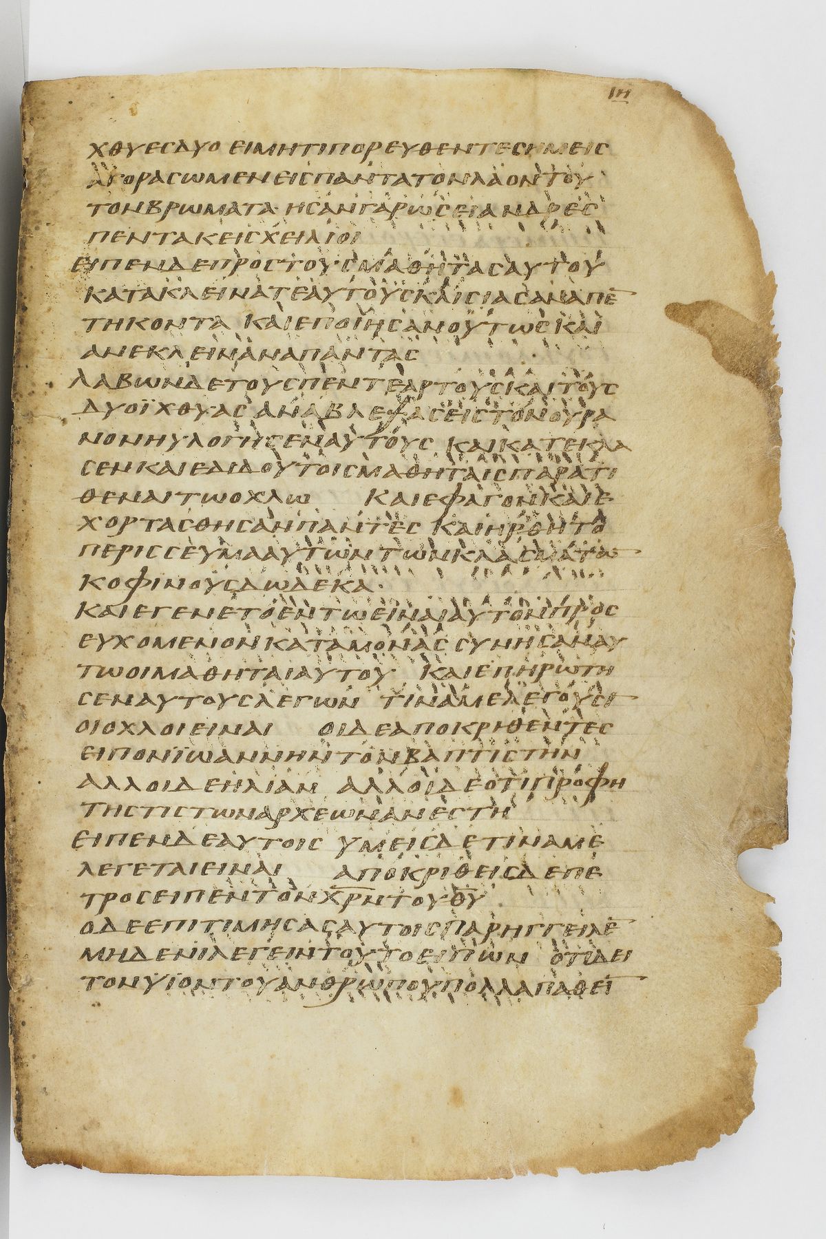 Scan washingtonianus/w-p0241-FS-7151_01.jpg