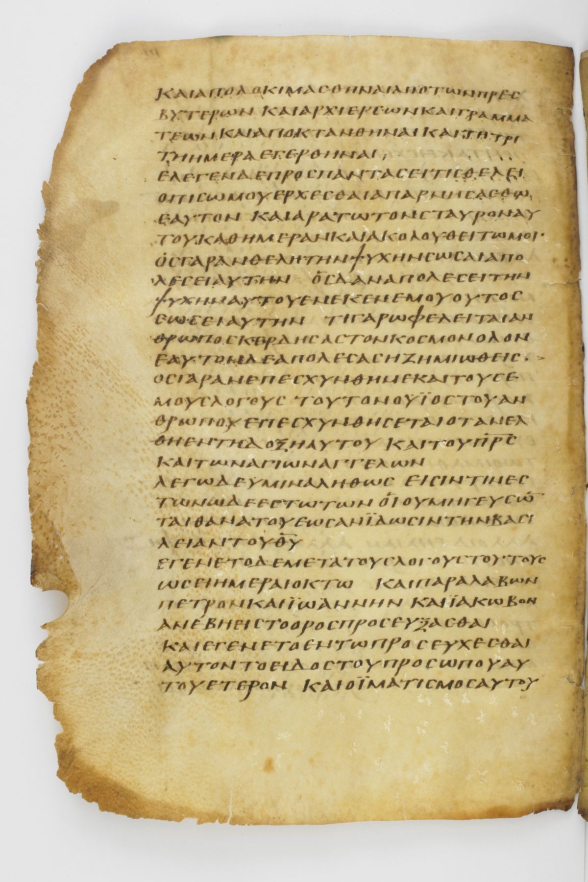 Scan washingtonianus/w-p0242-FS-7151_02.jpg