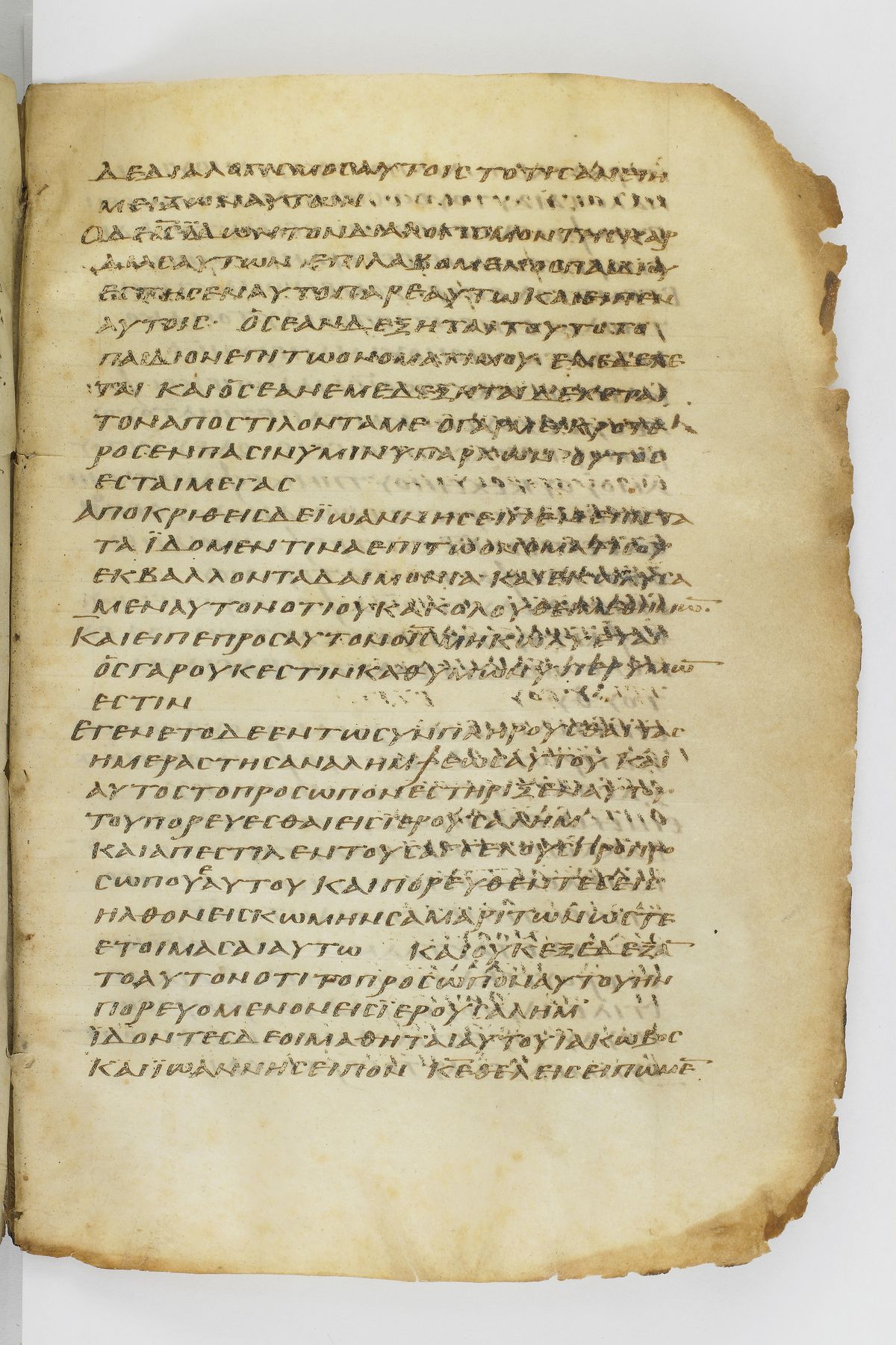 Scan washingtonianus/w-p0245-FS-7151_05.jpg