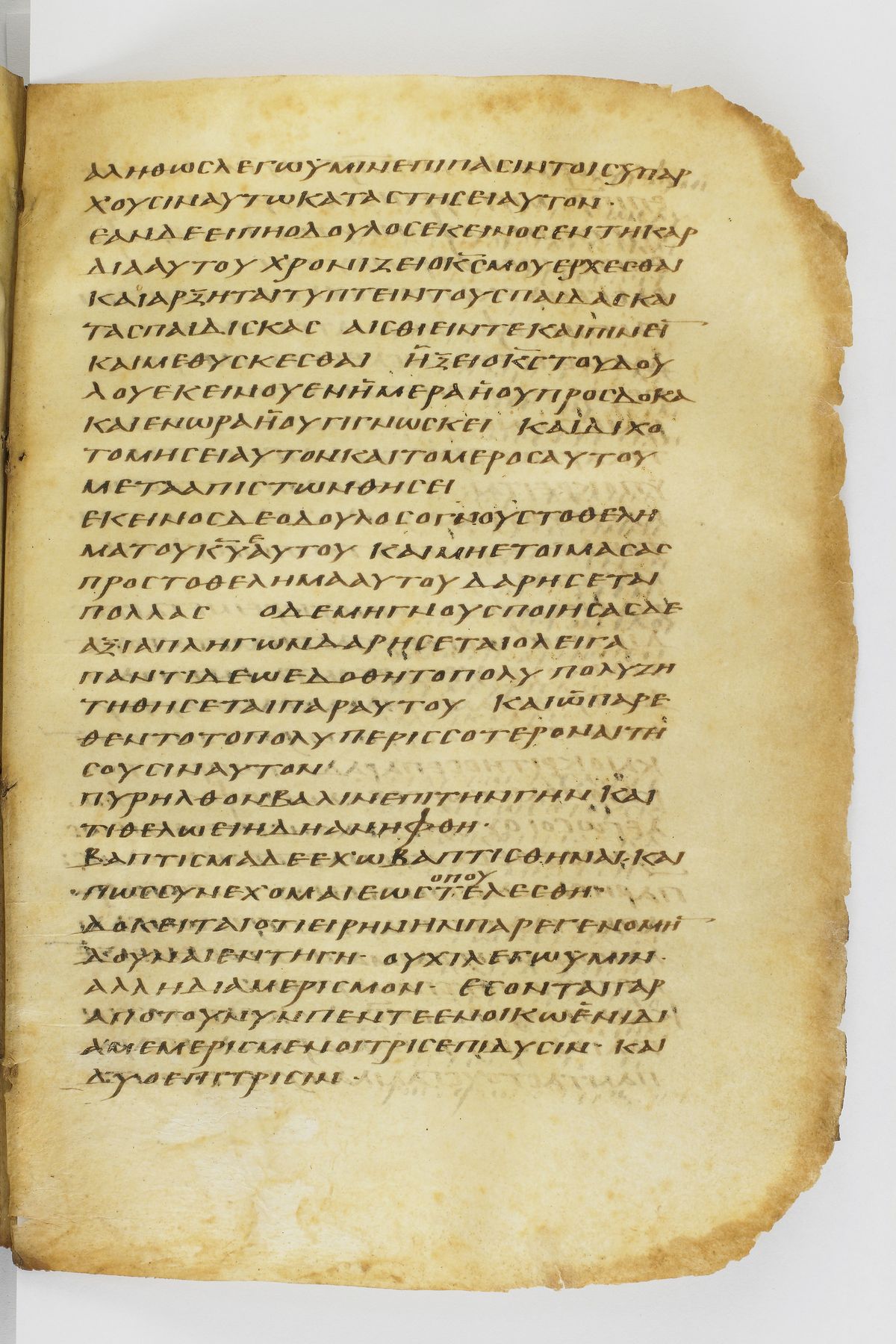 Scan washingtonianus/w-p0263-FS-7153_03.jpg