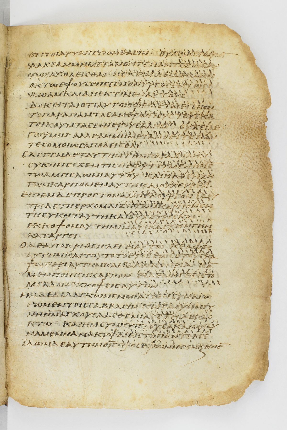 Scan washingtonianus/w-p0265-FS-7153_05.jpg
