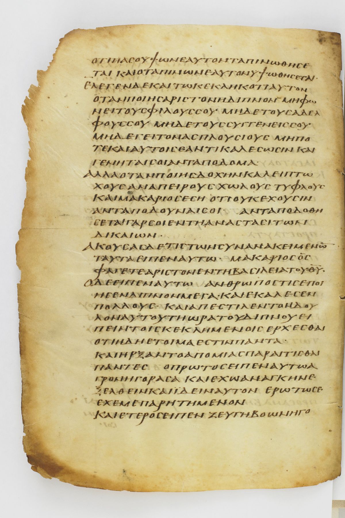 Scan washingtonianus/w-p0270-FS-7153_10.jpg