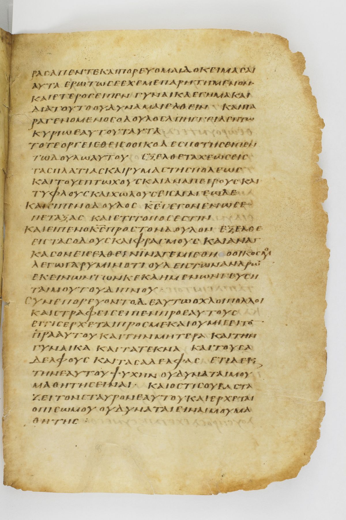 Scan washingtonianus/w-p0271-FS-7154_01.jpg