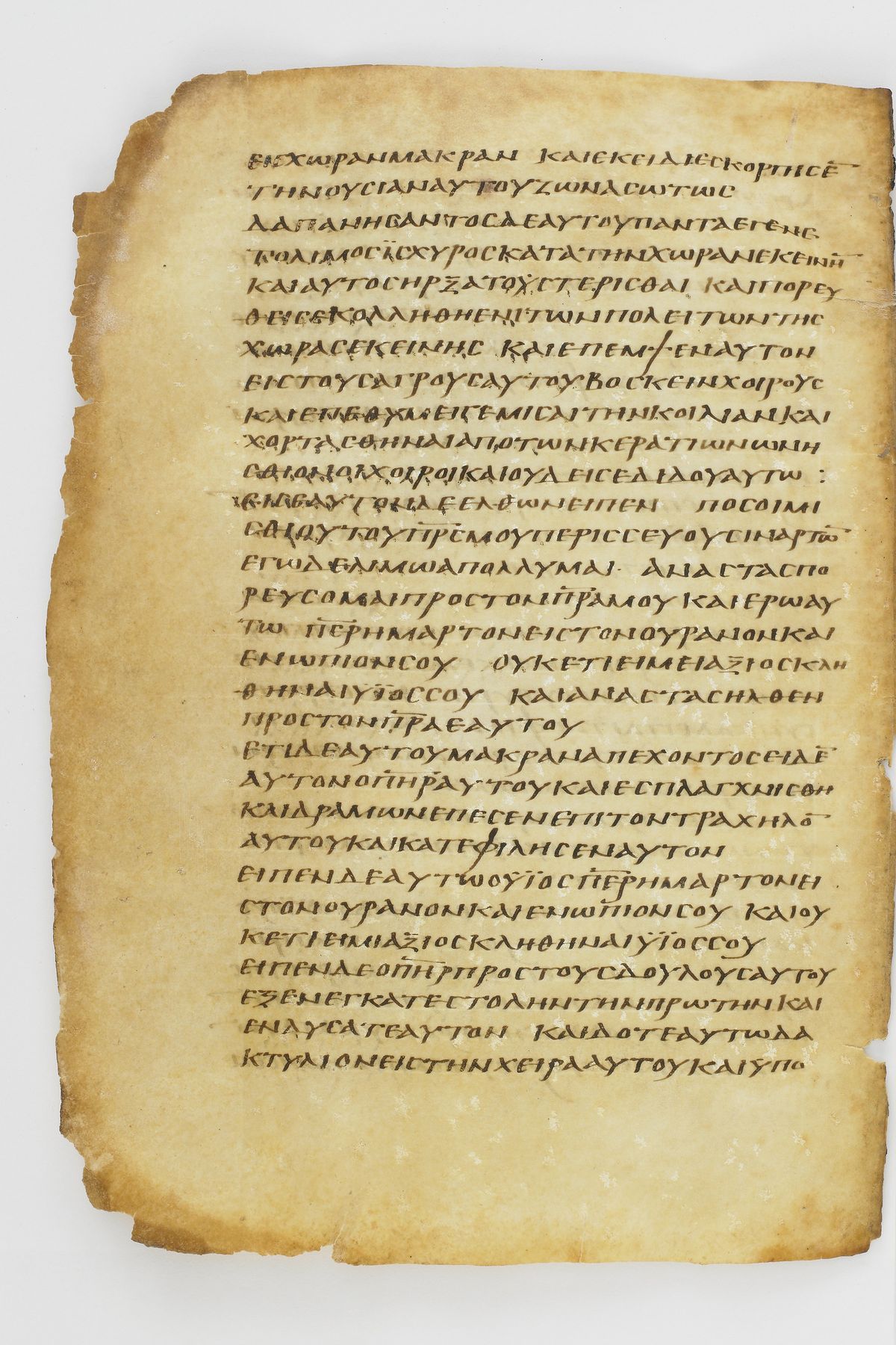 Scan washingtonianus/w-p0274-FS-7154_04.jpg