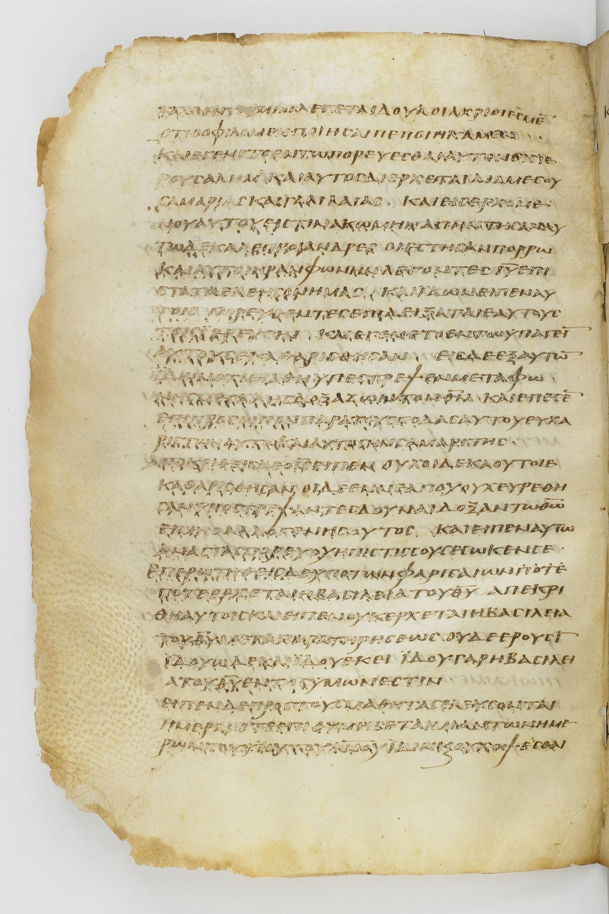 Scan washingtonianus/w-p0280-FS-7154_10.jpg