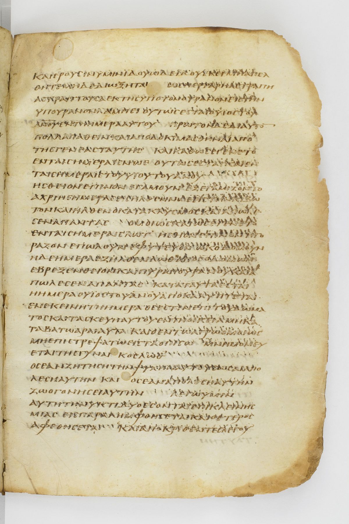 Scan washingtonianus/w-p0281-FS-7155_01.jpg