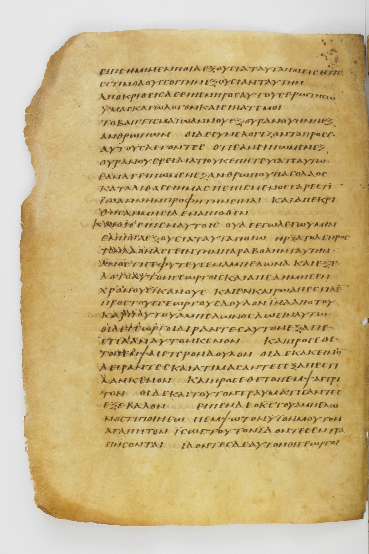 Scan washingtonianus/w-p0290-FS-7155_10.jpg