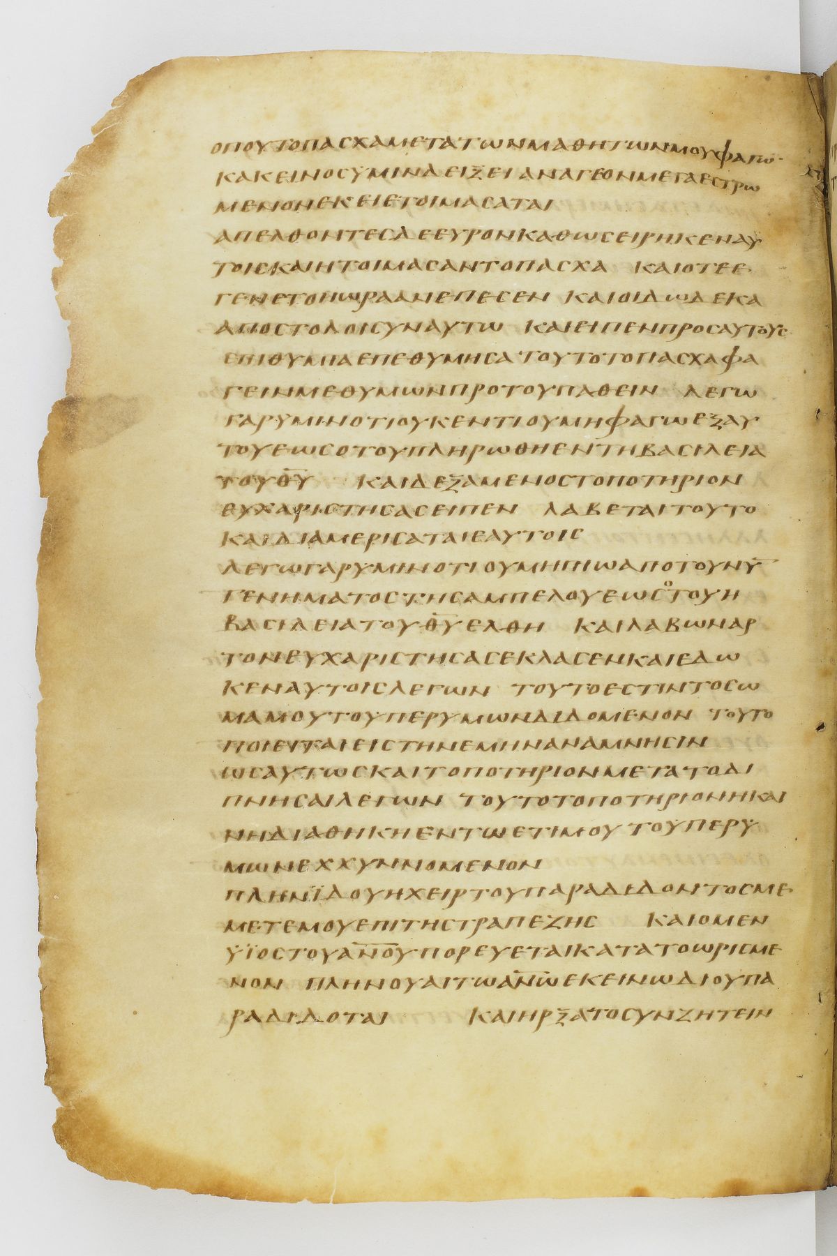 Scan washingtonianus/w-p0298-FS-7156_08.jpg