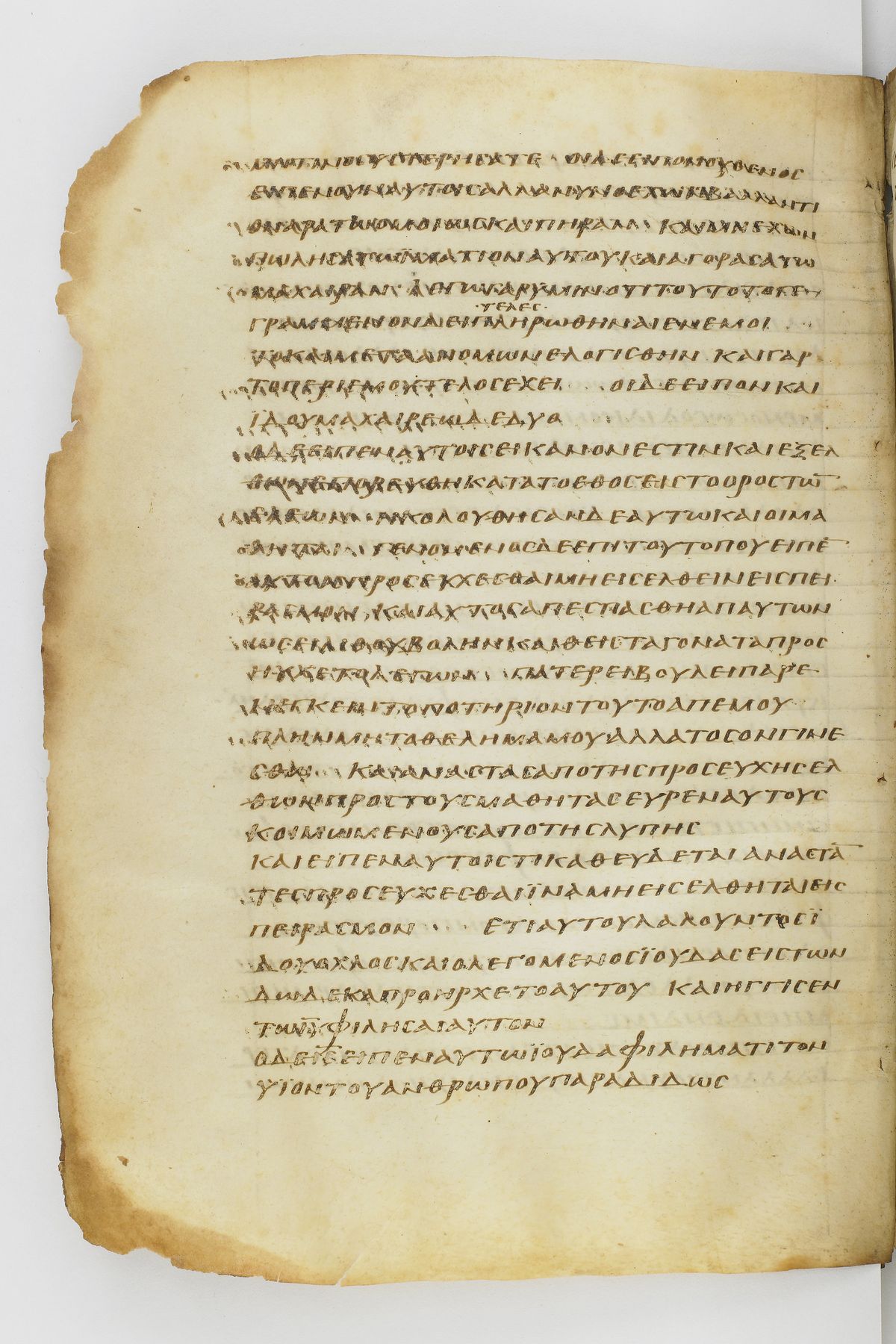 Scan washingtonianus/w-p0300-FS-7156_10.jpg