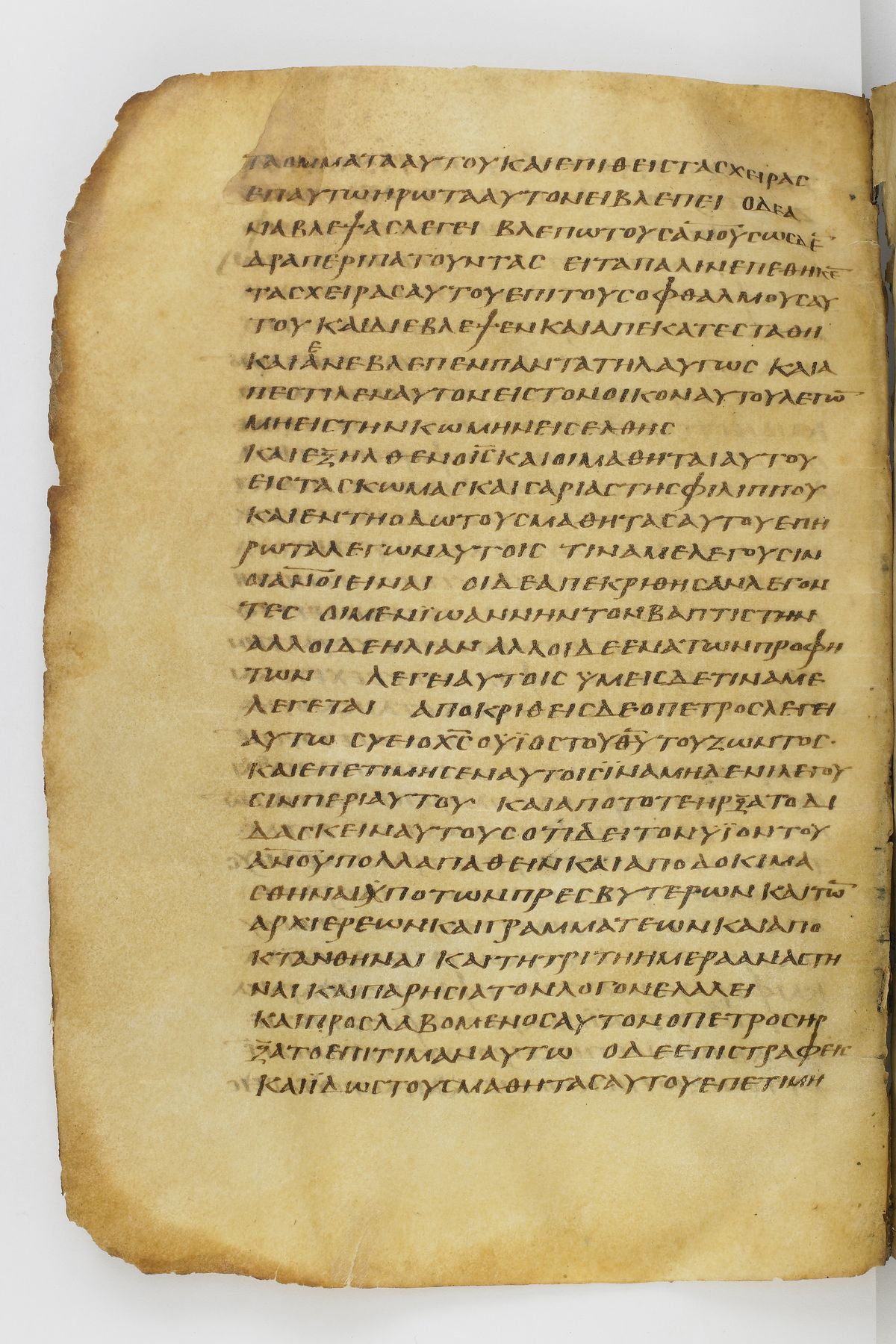 Scan washingtonianus/w-p0342-FS-7161_02.jpg