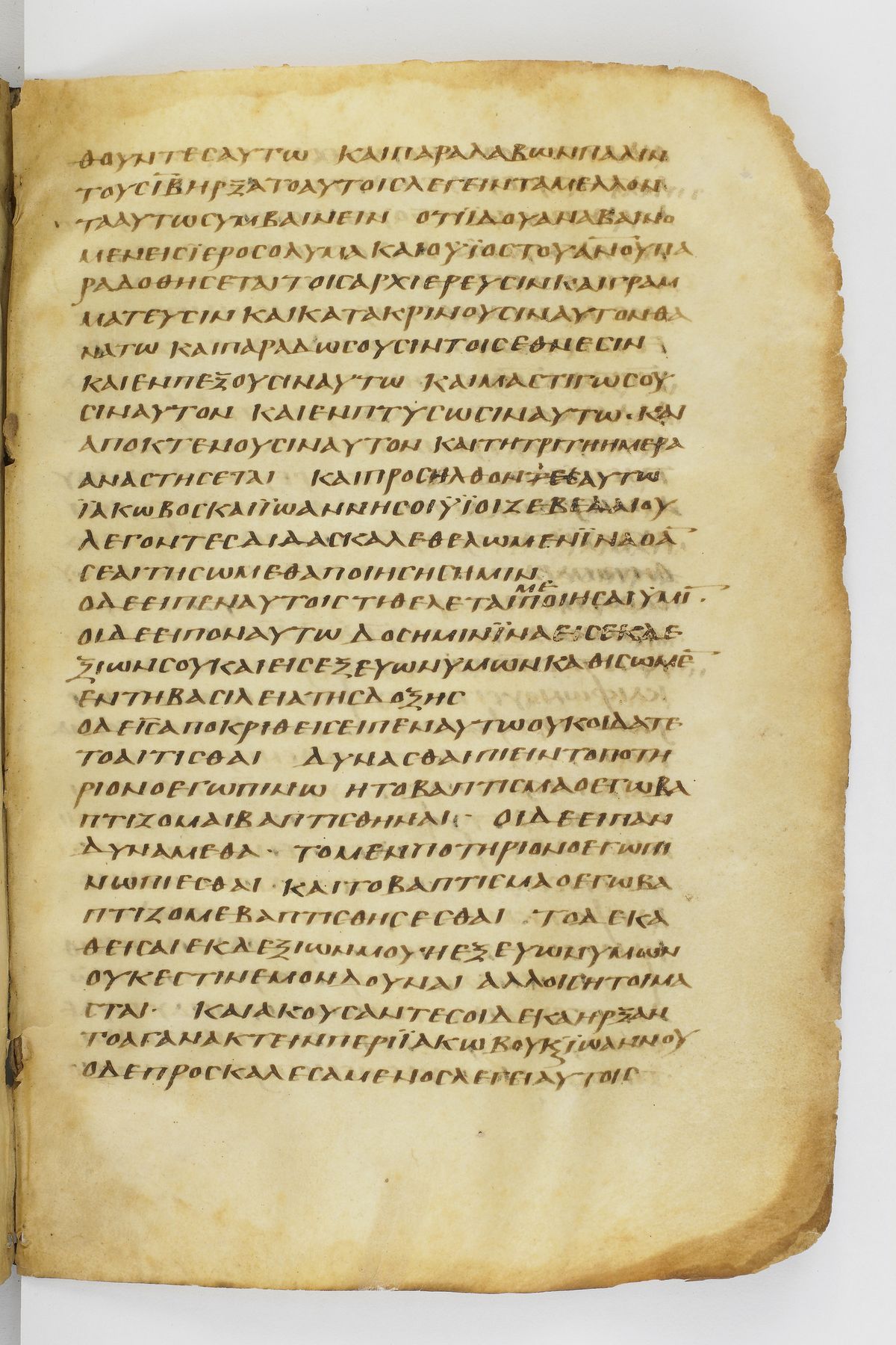 Scan washingtonianus/w-p0351-FS-7162_01.jpg