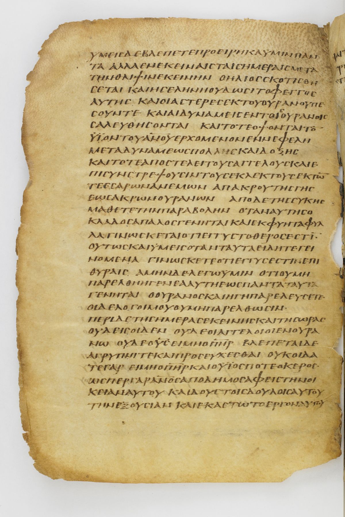 Scan washingtonianus/w-p0362-FS-7163_02.jpg