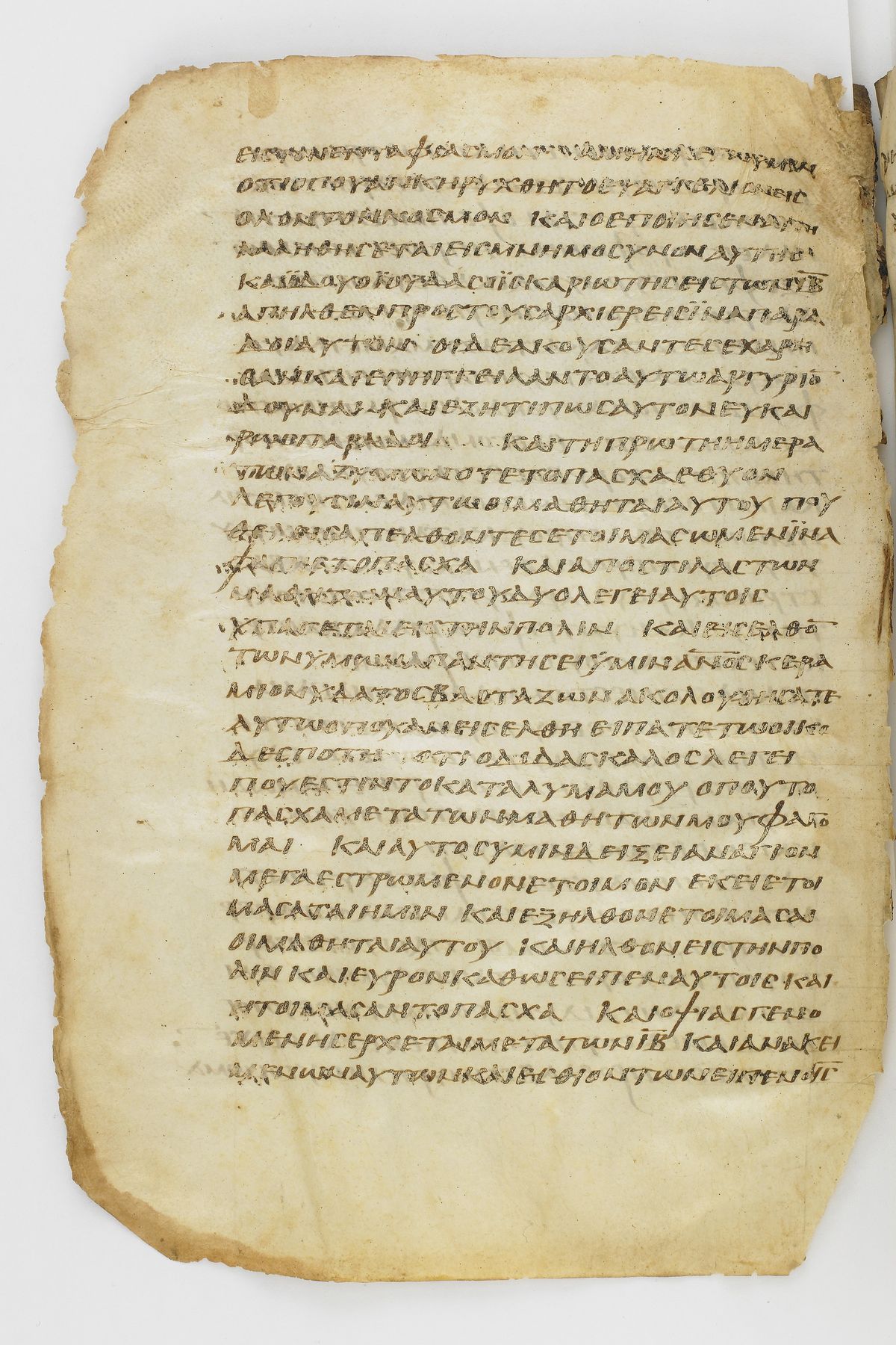 Scan washingtonianus/w-p0364-FS-7163_04.jpg