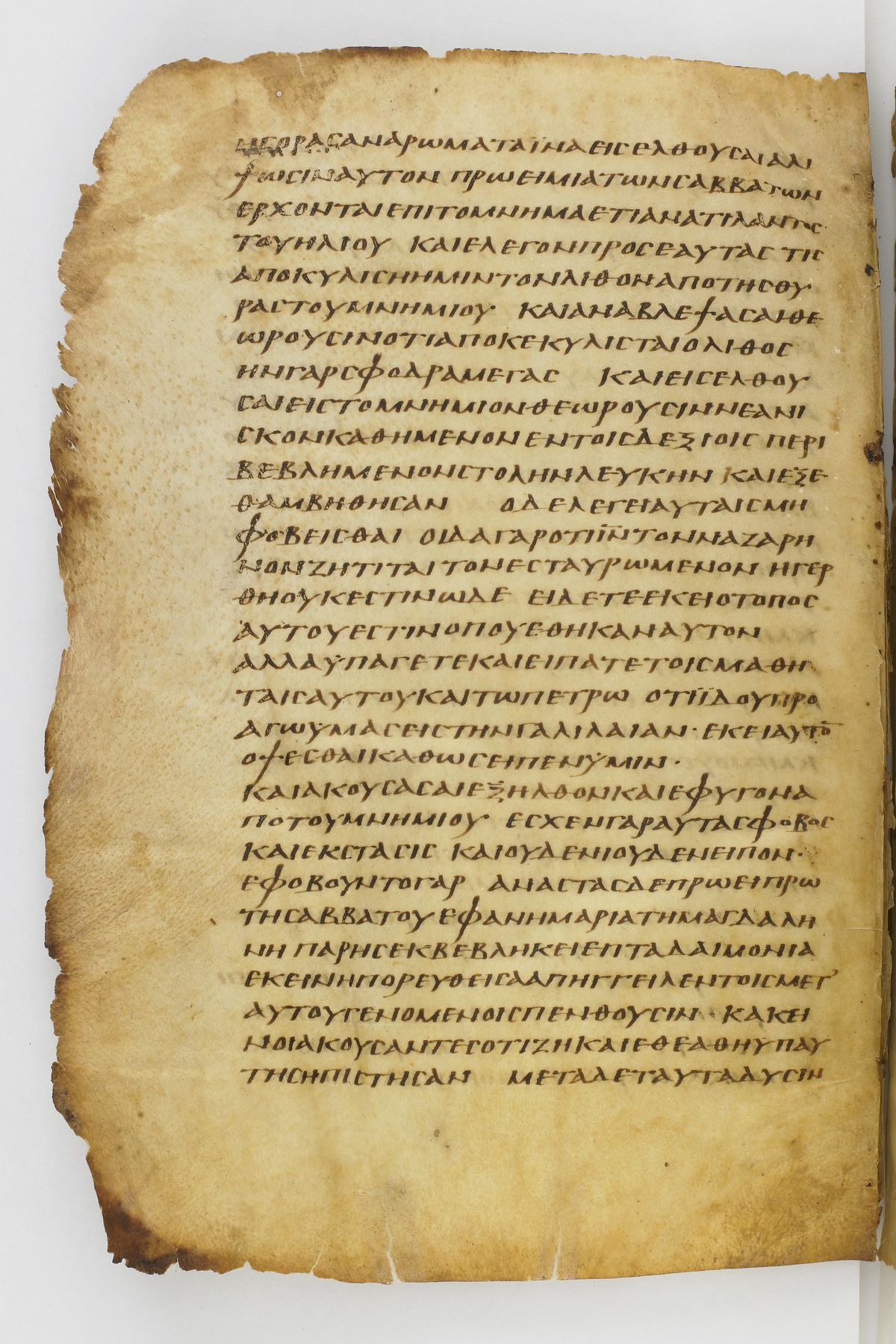 Scan washingtonianus/w-p0372-FS-7164_02.jpg